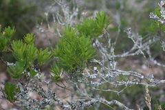 Euclea schimperi daphnoides