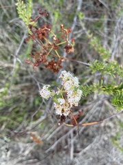 Eriogonum fasciculatum