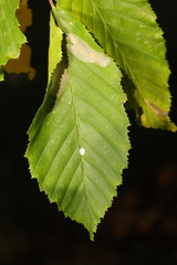 Phyllonorycter esperella