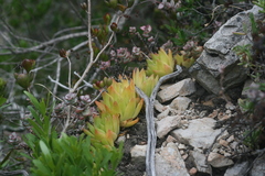 Haworthia cymbiformis