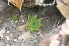 Haworthia cymbiformis