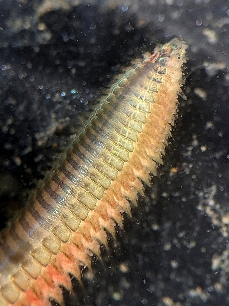 Nephtys caecoides