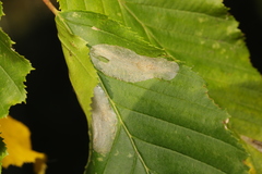 Phyllonorycter esperella