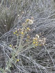 Heterotheca grandiflora