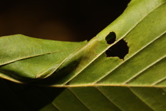 Phyllonorycter esperella