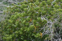 Smelophyllum capense