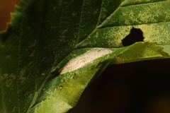 Phyllonorycter esperella