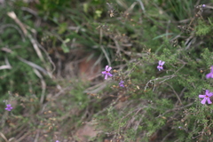 Jamesbrittenia foliolosa