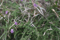 Jamesbrittenia foliolosa