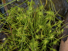 Isolepis hystrix