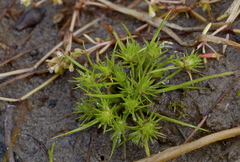 Isolepis hystrix