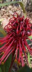 Grevillea longifolia