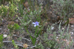 Aristea anceps