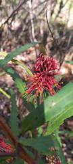 Grevillea longifolia