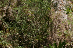 Genista canariensis image