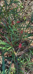Grevillea longifolia
