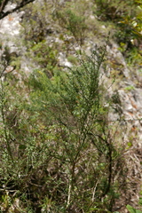 Genista canariensis image