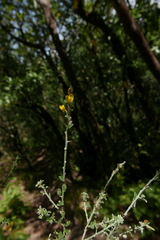 Genista canariensis image