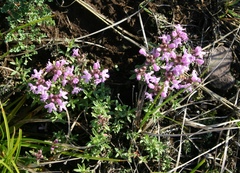 Thymus minussinensis