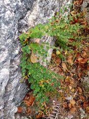 Hypericum nummularium