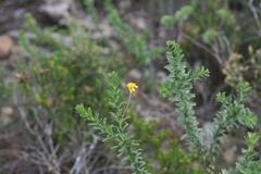 Euryops algoensis