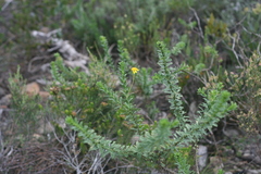 Euryops algoensis