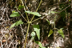 Canarina canariensis image