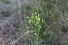 Senecio chrysocoma
