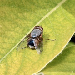Calliphora dubia