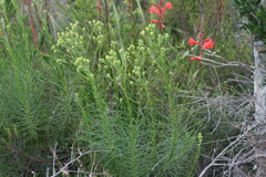 Senecio chrysocoma