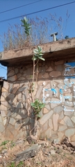 Calotropis procera