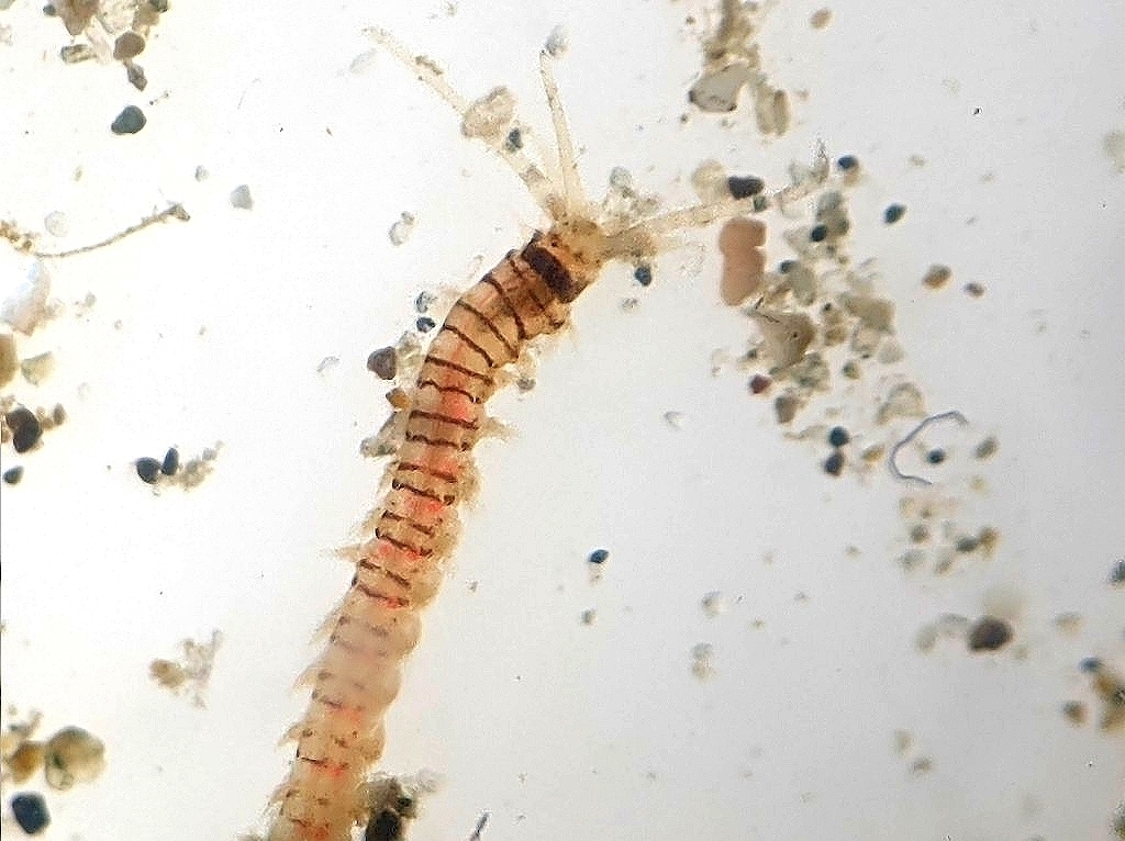 Mooreonuphis stigmatis