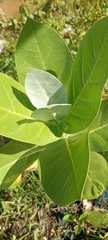 Calotropis procera