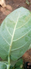 Aphis nerii