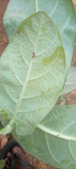 Aphis nerii