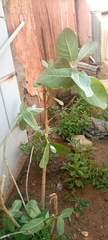 Aphis nerii