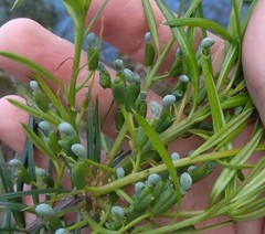 Podocarpus spinulosus