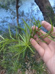 Podocarpus spinulosus