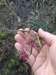 Grevillea diffusa