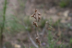 Thamnochortus glaber