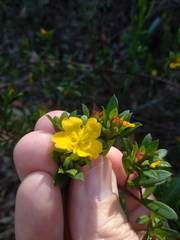 Hibbertia nitida