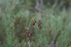 Thamnochortus glaber