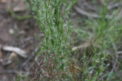 Thamnochortus glaber