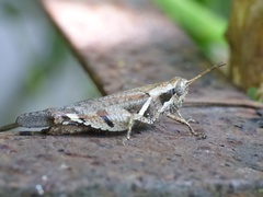 Xenocatantops karnyi