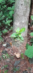 Pavetta inandensis