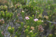 Phylica gnidioides