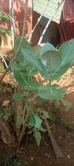 Calotropis procera