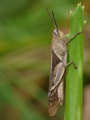 Diabolocatantops pinguis