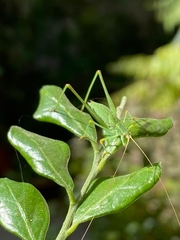 Phaneropterinae