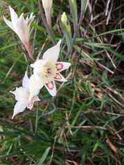 Gladiolus angustus